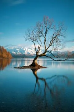 That Wanaka Tree Stock Photos
