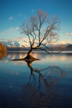 That Wanaka Tree Stock Photos