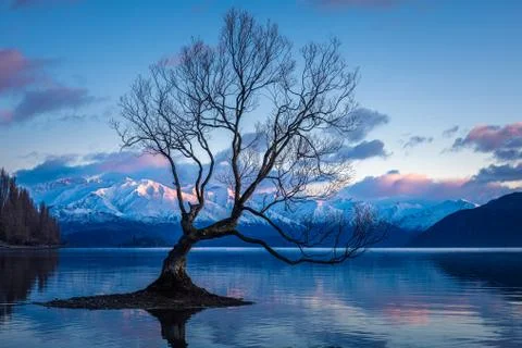 That Wanaka Tree Stock Photos