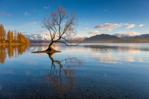 That Wanaka Tree Stock Photos
