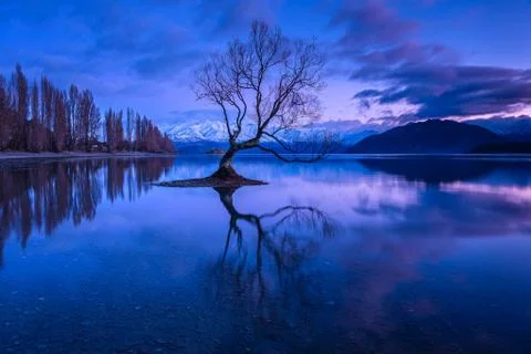 That Wanaka Tree Stock Photos