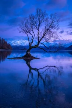 That Wanaka Tree Stock Photos