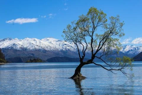 That Wanaka Tree Stock Photos
