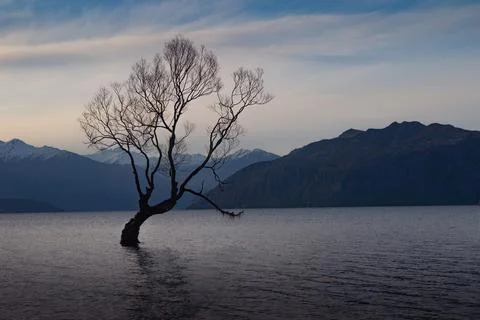 That Wanaka Tree Stock Photos
