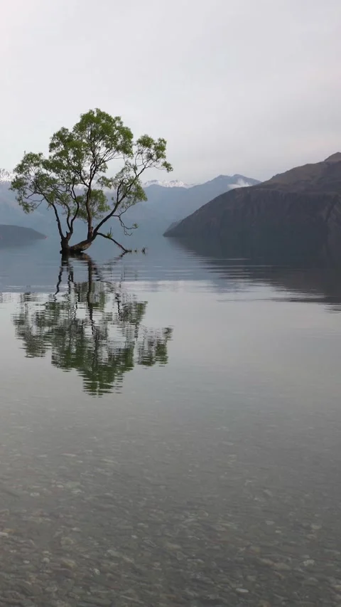 That Wanaka tree standing strong in the middle of the lake. Iconic famous p.. Stock Footage 288498884