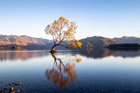 The Wanaka Tree sunrise Stock Photos