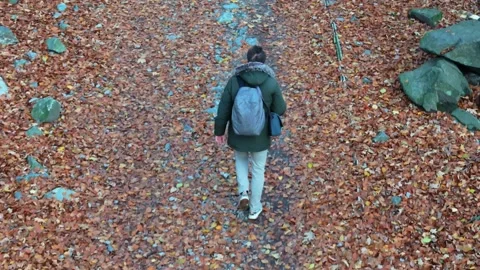 Wanderer in green strides through the autumn woods, a backpack his companio.. Stock-Footage 256068271