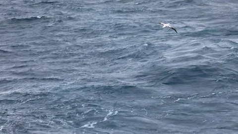 Wandering albatross in flight Stock Footage 104987298