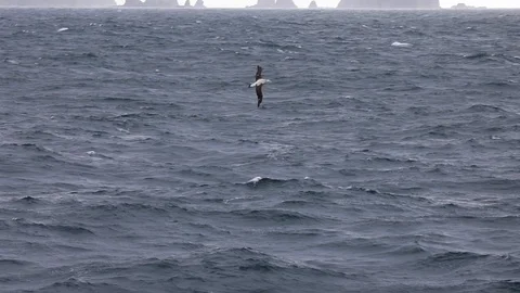 Wandering albatross in flight Stock Footage 104987388