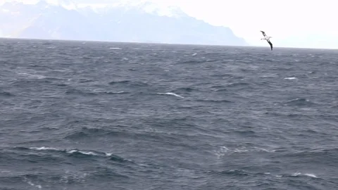 Wandering albatross in flight Stock Footage 104991338