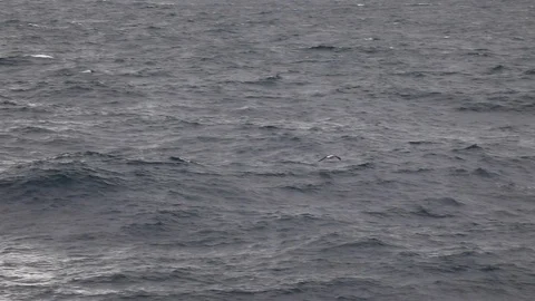 Wandering Albatross in flight.  Stock Footage 104998499