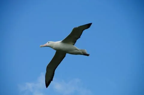 Wandering Albatross in Flight Stock Photos