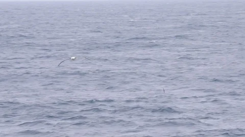 Wandering Albatross Stock Footage 105075350