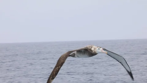 Wandering Albatross Stock Footage