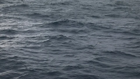Wandering Albatross Stock Footage 105075425