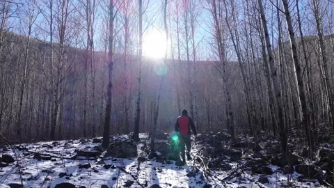 Wandering Alone in the Forest in Winter Stock Footage 259040921