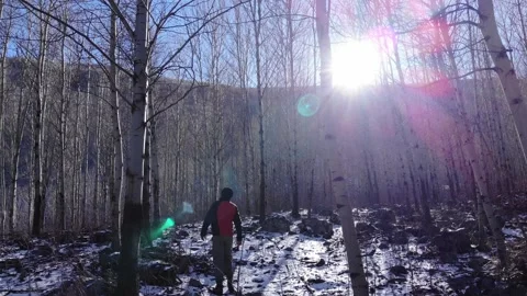 Wandering Alone in the Forest in Winter Stock Footage 259040937