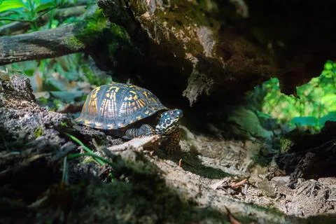 The Wandering Box Turtle Stock Photos