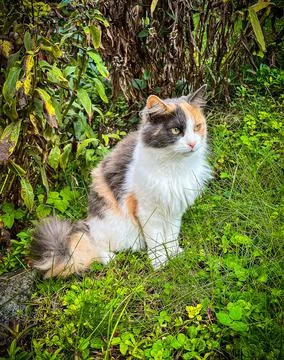 Wandering Cat Stock Photos