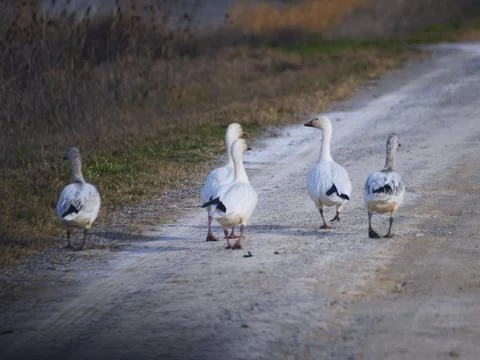 Wandering Ducks on a Road Stock Photos