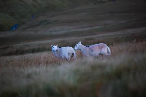 The wandering duo sheep  Stock Photos