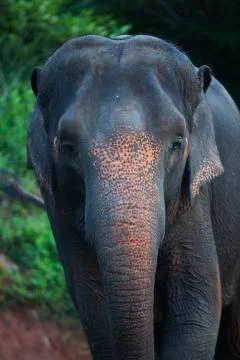 Wandering elephant 1 colored  Stock Photos