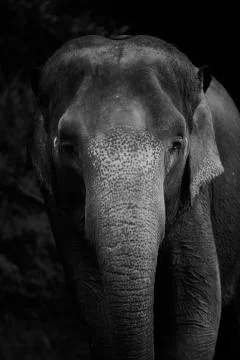 Wandering elephant 1  Stock Photos