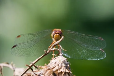 Wandering glider dragonfly Stock Photos