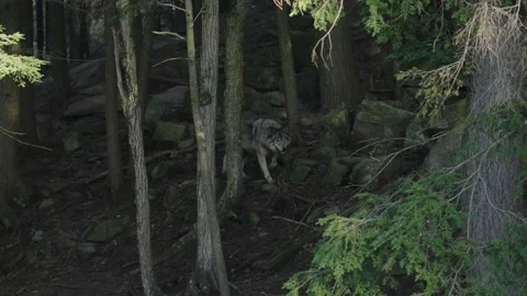 Wandering Gray Wolf In The Wilderness At Parc Omega In Quebec Canada. - Video stock 143870010