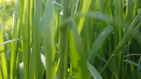 Wandering in green grass, macro view on a sunny day. Stock Footage 132919604