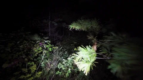Wandering lost through the woods at night. Stock Footage 82586718