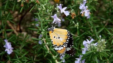 Wandering monarch butterfly flapping upside down with abdomen above wings  Stock Footage 49940316