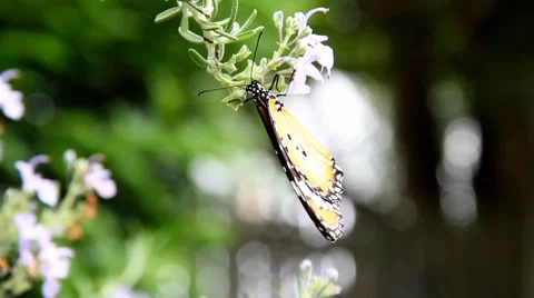 Wandering monarch butterfly taking flight from flower Stock Footage 49940253