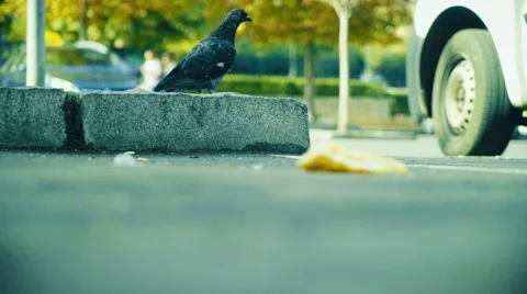 Wandering pigeons on the sidewalk. Stock Footage 68731829