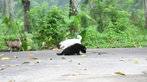 A WANDERING PUPPY 02 Stock Footage 233148488