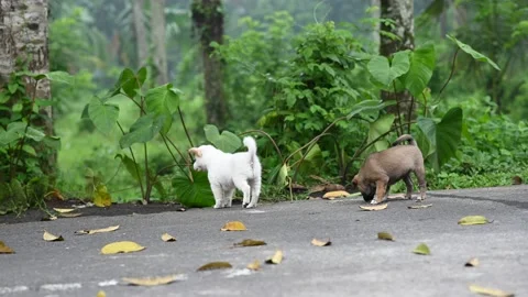 A WANDERING PUPPY Stock Footage 233148571