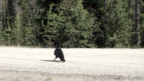 Wandering Raven Stock Footage 110714273