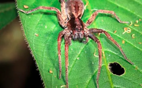 Wandering spider in Belize Stock Photos