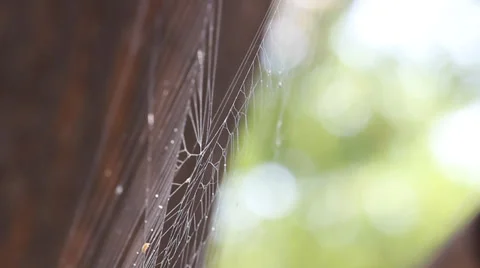 Wandering spider web Stock Footage 39848620
