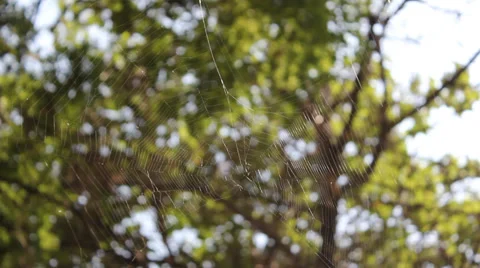 Wandering spider web Stock Footage 39848643