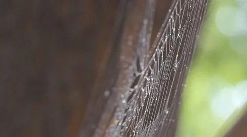 Wandering spider web Stock Footage 39848898