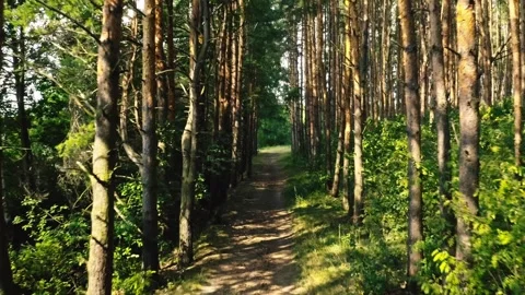 Wandering Through Enchanted Woods: A Serene Dirt Path Exploration Stock Footage 280674816