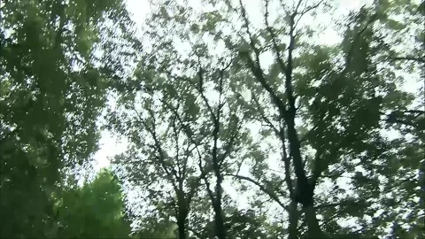 Wandering through the forest during the day Stock Footage 276451040