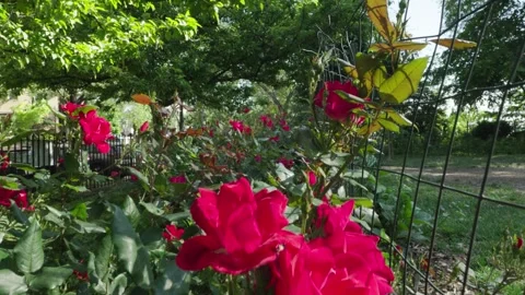 Wandering through small wild rose bushes with red rose flowers in a New York Stock Footage 242312842