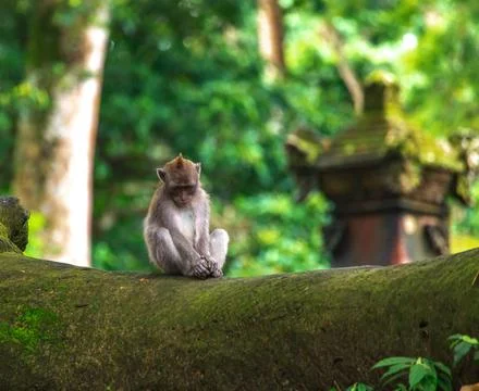 Wandering through the tranquil monkey forest in Bali, discovering nature and Stock Photos
