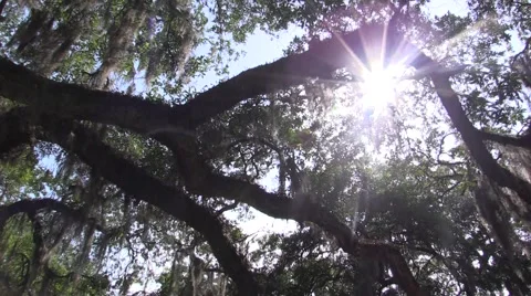 Wandering through the Woods Stock Footage 51445568