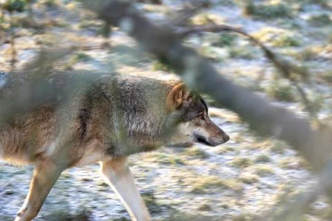 Wandering Wolf Through Forest Under Branches in Soft Light - Wildlife Nature Stock Photos