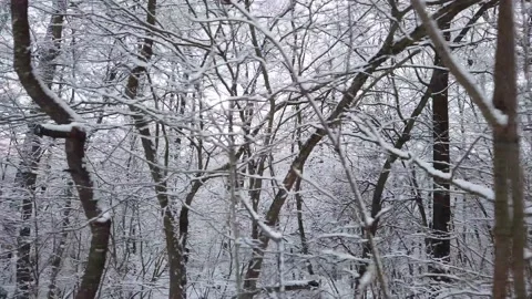 Wandering in the Woods 库存影片 147062142