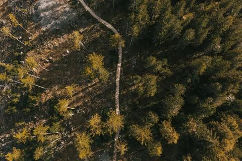 Wanderweg durch einen Wald im Herbst irgendwo in Sdtirol. Drohne Stock Photos