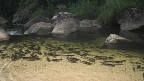 Wang Mai Pak Waterfall: Fish in Shallow Waterfalls Stock Footage 241109513